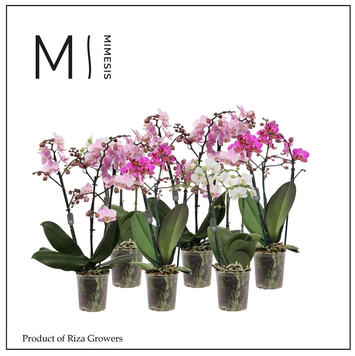 <h4>Phalaenopsis Multi White Purple Pink Mix 3 spike – 12cm | Mimesis</h4>