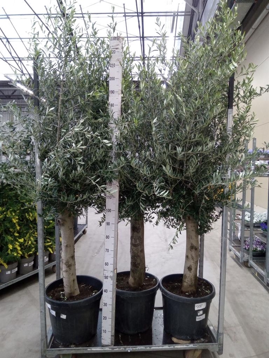 <h4>Olea europaea</h4>