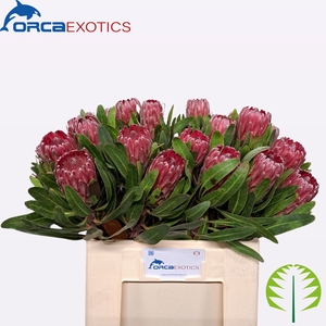 PROTEA LANCELOT