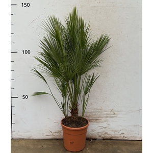 CHAM HUMILIS