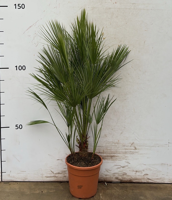 <h4>CHAM HUMILIS</h4>