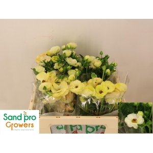 RAN CO MAG MASCARPON