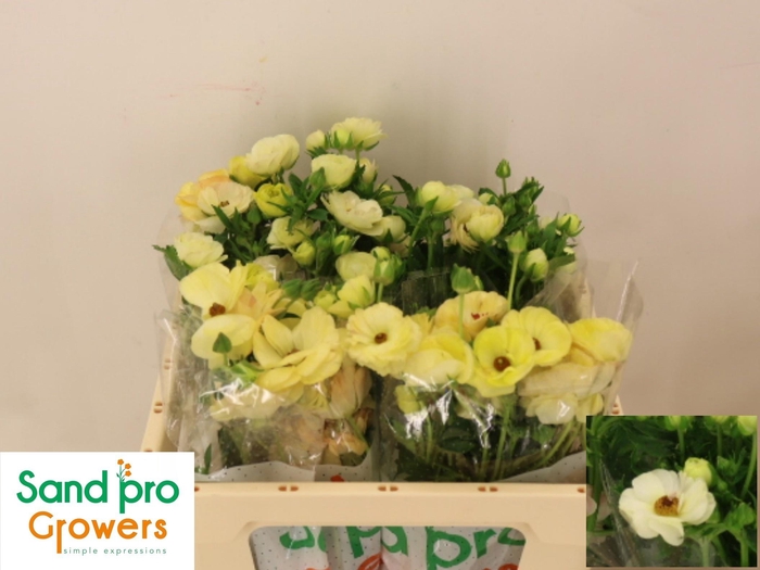 <h4>RAN CO MAG MASCARPON</h4>