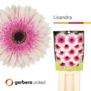 Ge Gr Lisandra