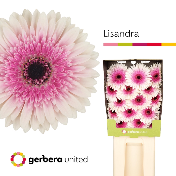 <h4>Ge Gr Lisandra</h4>