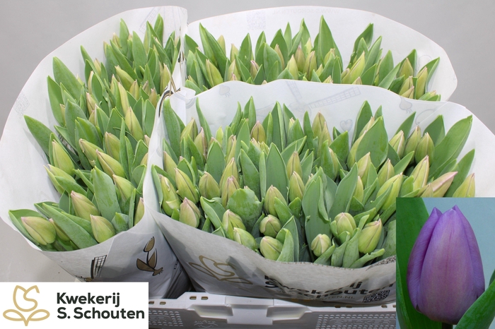 <h4>TU EN ALIBI</h4>