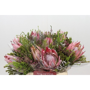 BQ Protea Cynaroides SFB