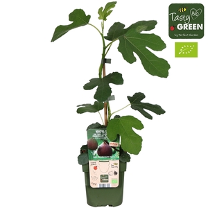 Ficus Gustissimo® Perretta® Bio P13