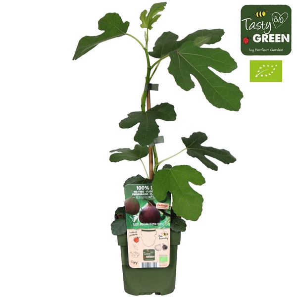 <h4>Ficus Gustissimo® Perretta® Bio P13</h4>