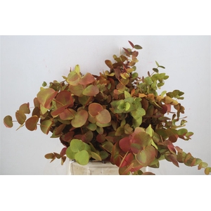Euca Cinerea De Luxe Short 150gr P Bunch