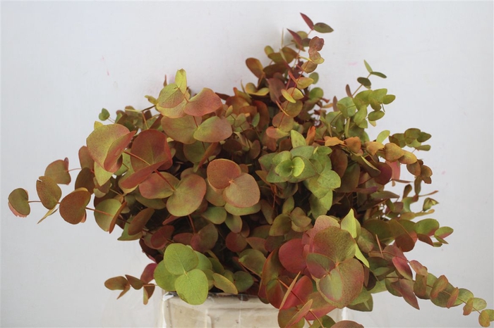 <h4>Euca Cinerea De Luxe Short 150gr P Bunch</h4>