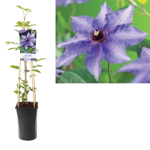 Clematis 'Königskind' +light label