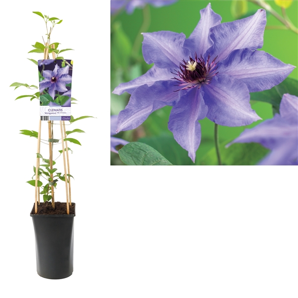 <h4>Clematis 'Königskind' +light label</h4>