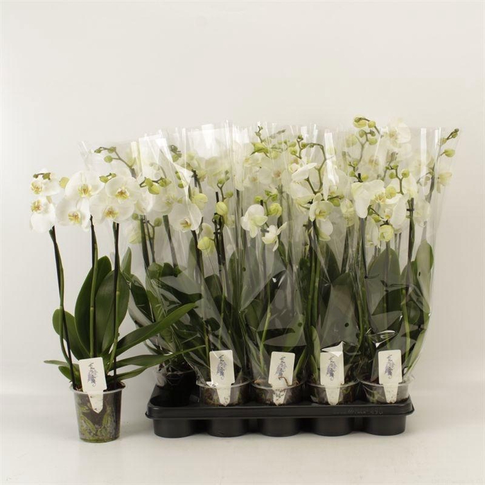 <h4>PHAL AN NOTTINGHAM</h4>