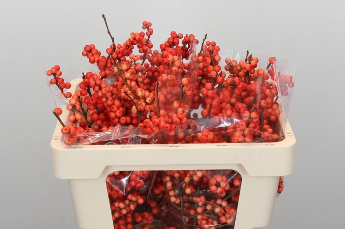 <h4>Ilex Oudijk's Orange</h4>