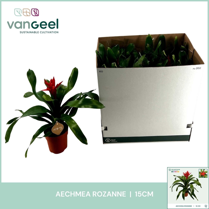 <h4>AECH ROZ ELEGANT RED</h4>