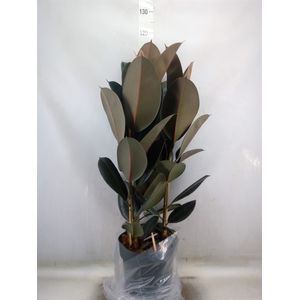Ficus elastica   ...