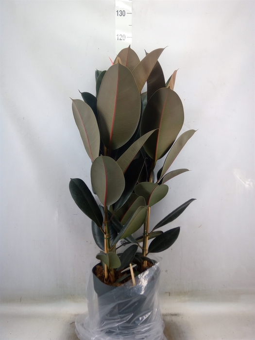 <h4>Ficus elastica   ...</h4>