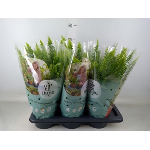 Nephrolepis exal. 'Green Lady'