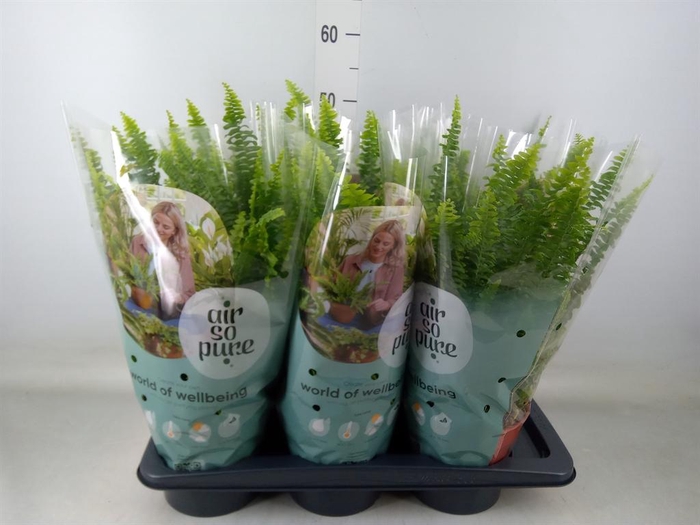 <h4>Nephrolepis exal. 'Green Lady'</h4>