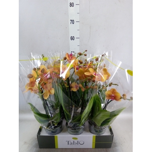Phalaenopsis   ...orange