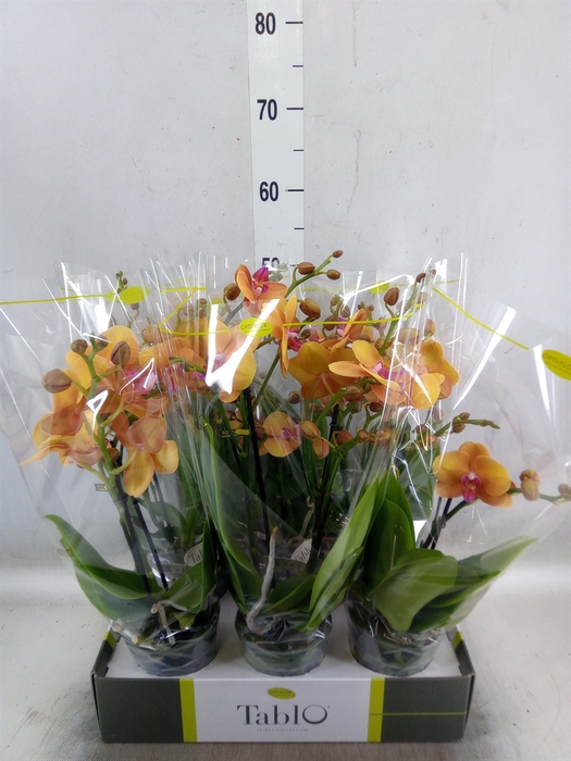 <h4>Phalaenopsis   ...orange</h4>