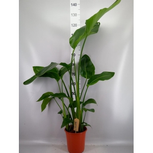 Strelitzia nicolai