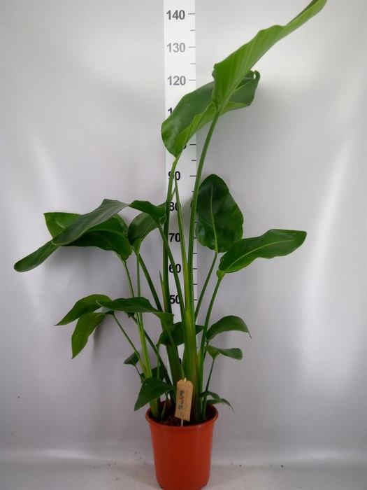 <h4>Strelitzia nicolai</h4>