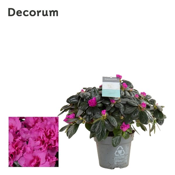 <h4>Azalea 13 cm Paars - Decorum</h4>