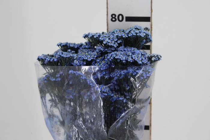 <h4>ACHILLEA MILLEFOLIUM AZUL TINTURADA 070 CM</h4>