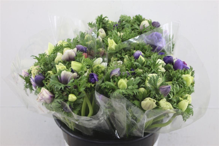 <h4>Anem Ex Mixed Pastel</h4>