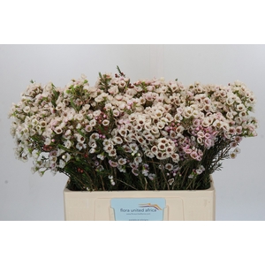 Chamelaucium Moonlight Delight