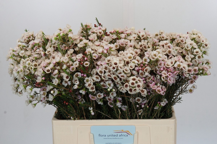 <h4>Chamelaucium Moonlight Delight</h4>
