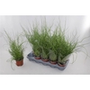 Juncus Ef Spiralis