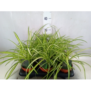 Chlorophytum  'Atlantic'
