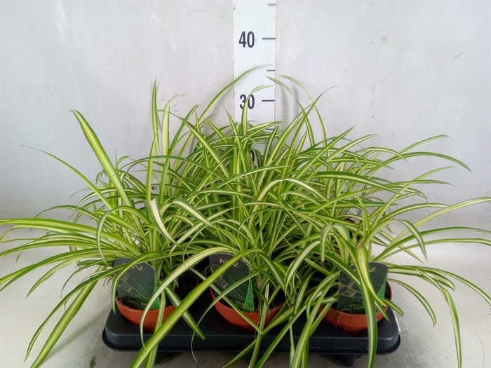 <h4>Chlorophytum  'Atlantic'</h4>