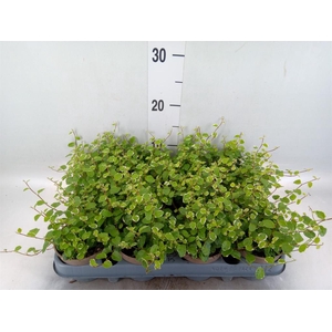 Ficus pumila 'White Sunny'