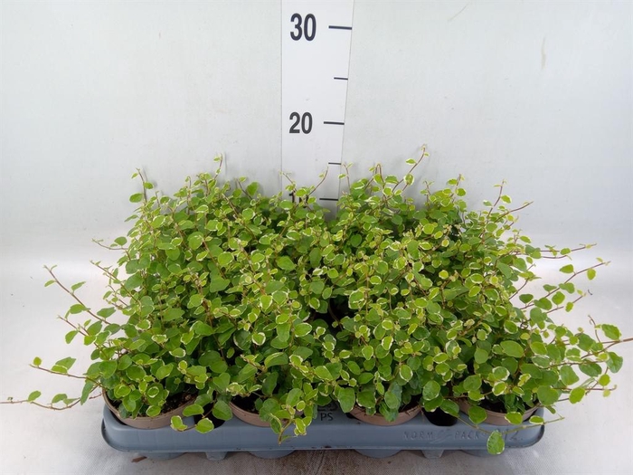 <h4>Ficus pumila 'White Sunny'</h4>