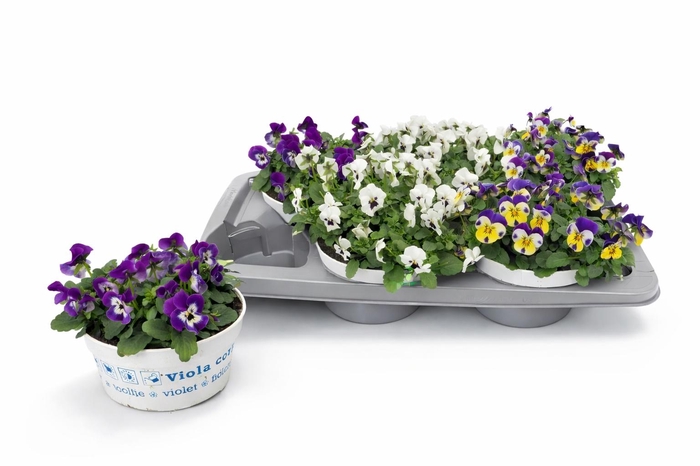 <h4>VIO CO EM GEM</h4>