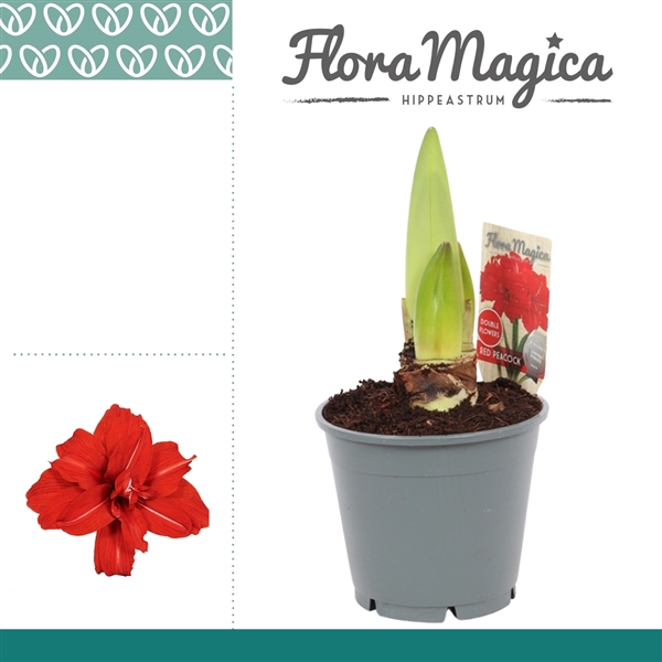 <h4>Amaryllis Red Peacock 2 Knop</h4>