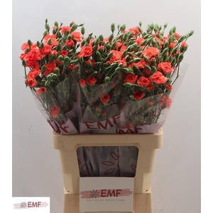 Di Tr Orange Amelie