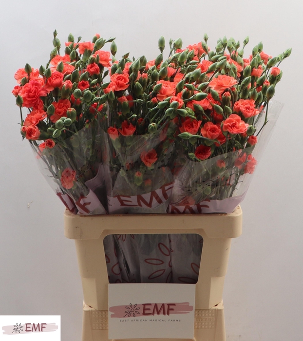 <h4>Di Tr Orange Amelie</h4>