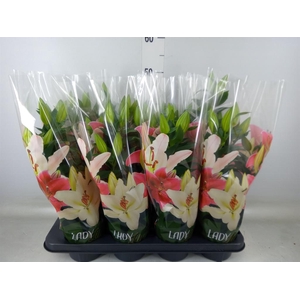 Lilium ori.   ...mix