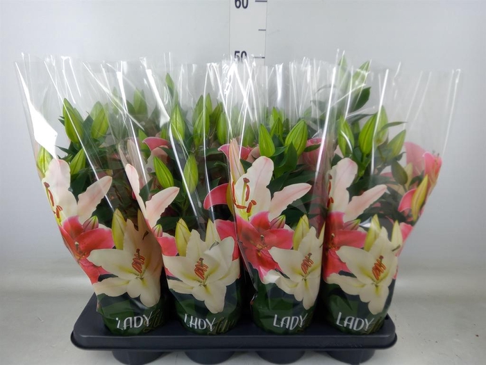 <h4>Lilium ori. ...mix</h4>