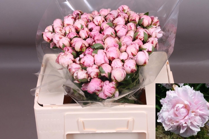 <h4>PAEO L MARGUE GERARD</h4>