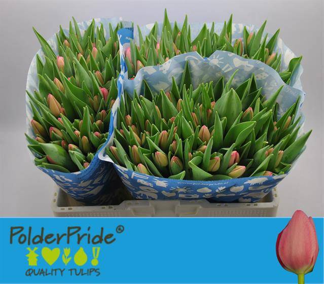 <h4>TU EN SISSI</h4>