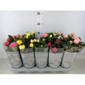 Rosa  'Beau Monde'   ...mix