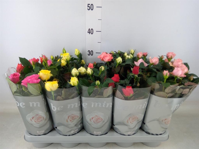 <h4>Rosa  'Beau Monde'   ...mix</h4>