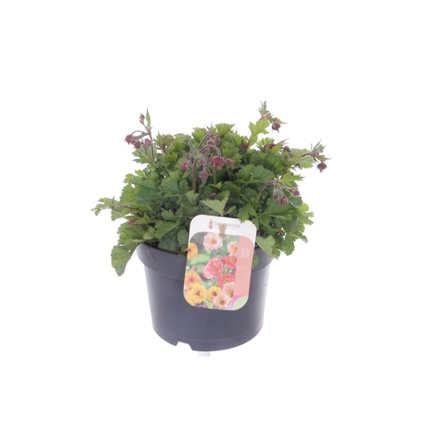 <h4>Geum rivale Can Can</h4>