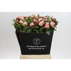 Paeonia Gardenia